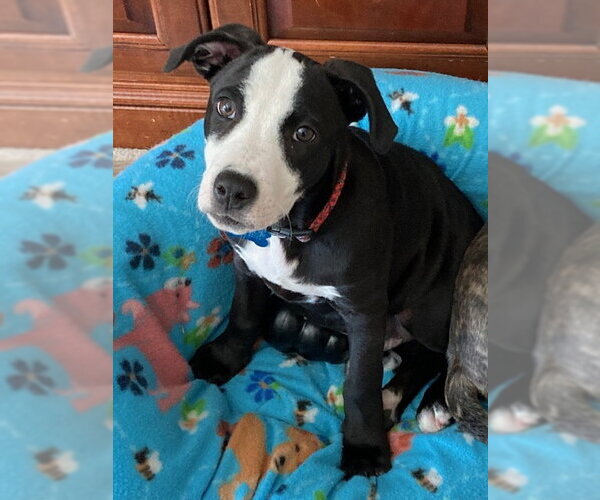 Medium Photo #16 Labrador Retriever-Unknown Mix Puppy For Sale in Plainfield, IL, USA