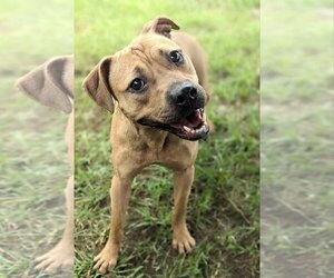 Boxer-Feist Terrier Mix Dogs for adoption in Anniston, AL, USA