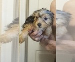 Small Photo #5 French Bulldog-Yorkshire Terrier Mix Puppy For Sale in HUDDLESTON, VA, USA