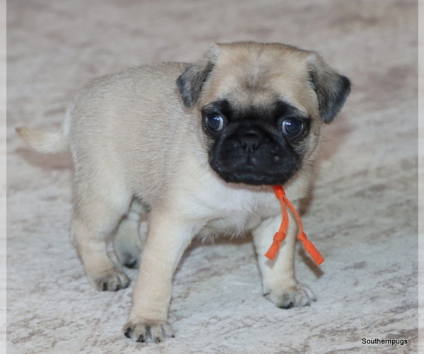 Medium Photo #2 Pug Puppy For Sale in WINNSBORO, TX, USA