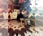 Small Photo #3 YorkiePoo Puppy For Sale in BARNETT, MO, USA