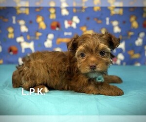 Yorkshire Terrier Puppy for sale in WINNSBORO, LA, USA