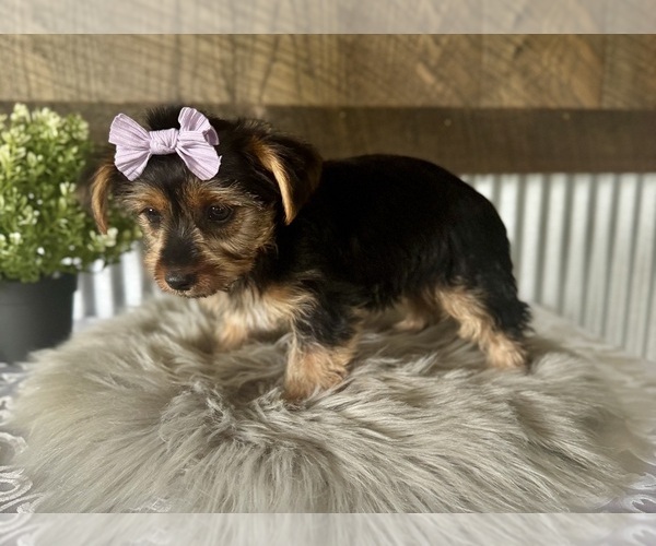 Medium Photo #5 Yorkshire Terrier Puppy For Sale in NAPPANEE, IN, USA
