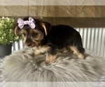 Small #4 Yorkshire Terrier