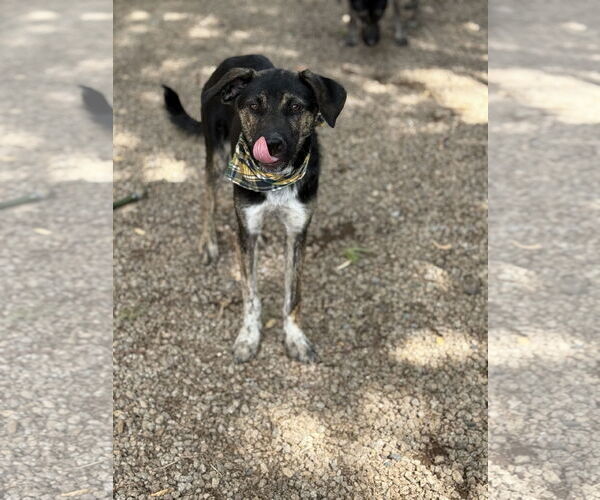Medium Photo #3 Labrador Retriever-Unknown Mix Puppy For Sale in Phoenix, AZ, USA
