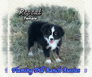 Miniature Australian Shepherd Puppy for sale in FORESTBURG, TX, USA