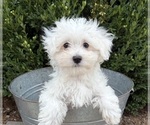 Eddie - Male Maltese Puppy for Sale - Photo #3