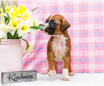 Small Photo #93 Boxer Puppy For Sale in WAKARUSA, IN, USA