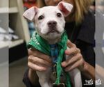 Small #3 Chihuahua Mix