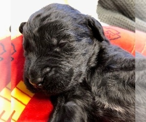 Labradoodle Puppy for sale in OSAGE BEACH, MO, USA