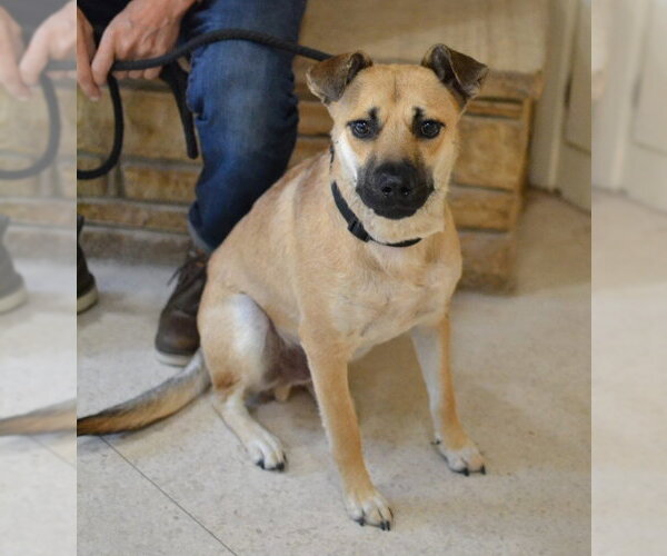Medium Photo #1 German Shepherd Dog-Unknown Mix Puppy For Sale in Enfield, CT, USA