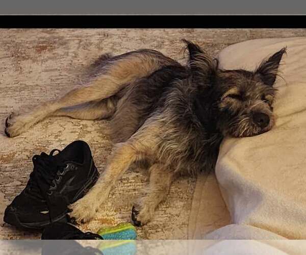 Medium Photo #4 Miniature Schnauzer-Unknown Mix Puppy For Sale in Mount Airy, NC, USA