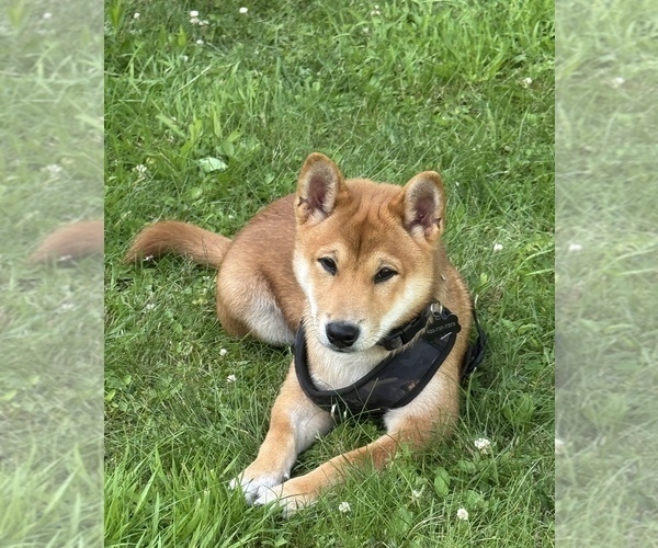 Medium Photo #1 Beagle-Shiba Inu Mix Puppy For Sale in TWO RIVERS, WI, USA