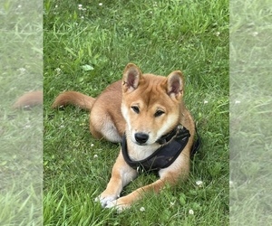 Father of the Beagle-Shiba Inu Mix puppies born on 05/20/2026