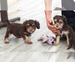 Small #13 Cavapoo