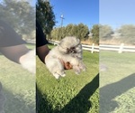 Small #2 Pomeranian