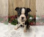 Small Photo #1 Boston Terrier Puppy For Sale in MYRTLE, MO, USA