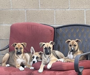 Boxer-Siberian Husky Mix Dogs for adoption in LOS ALAMITOS, CA, USA