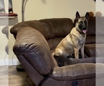 Small Photo #5 Belgian Malinois Puppy For Sale in VIOLET, LA, USA