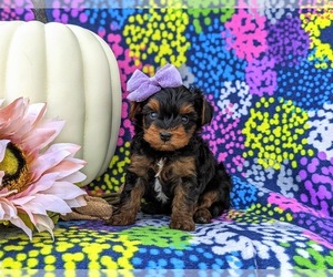 YorkiePoo Puppy for sale in KIRKWOOD, PA, USA