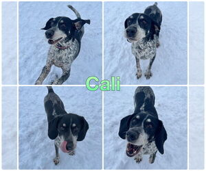 German Shorthaired Pointer-Unknown Mix Dogs for adoption in Pierceton , IN, USA
