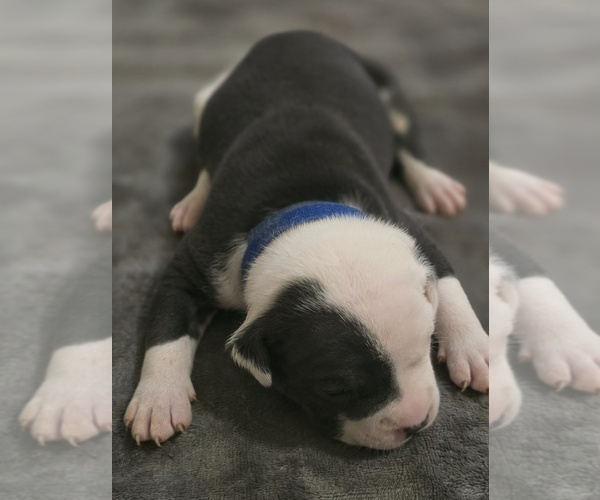 Medium Photo #11 American Bully Puppy For Sale in KISSIMMEE, FL, USA