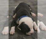 Small Photo #11 American Bully Puppy For Sale in KISSIMMEE, FL, USA