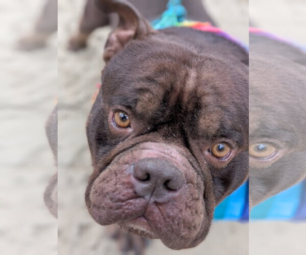 Medium Photo #1 Bulldog-Unknown Mix Puppy For Sale in Hillsboro, NH, USA