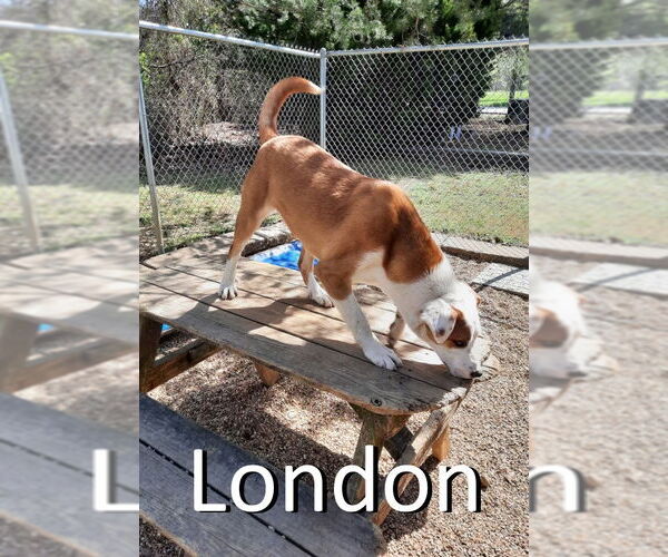 Medium Photo #8 Bull Terrier-Labrador Retriever Mix Puppy For Sale in Mountain View, AR, USA