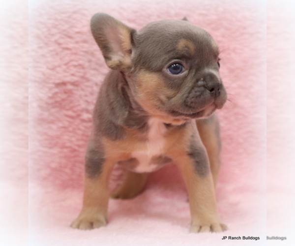Medium Photo #19 French Bulldog Puppy For Sale in WINNSBORO, TX, USA
