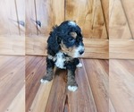 Small Photo #3 Miniature Bernedoodle Puppy For Sale in LAKE CITY, FL, USA