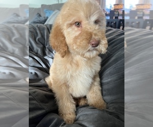 Goldendoodle Puppy for sale in WAKE FOREST, NC, USA