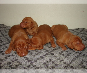Vizsla Puppy for Sale in AMORITA, Oklahoma USA