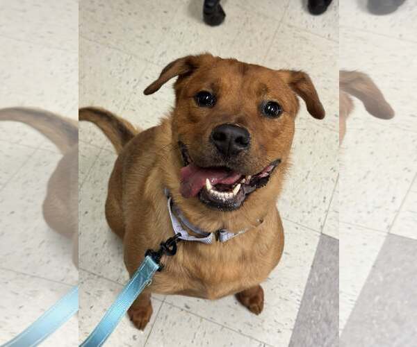 Medium Photo #2 American Pit Bull Terrier-Golden Retriever Mix Puppy For Sale in Millersville, MD, USA