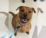Small #1 American Pit Bull Terrier-Golden Retriever Mix