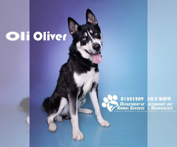 Medium Photo #2 Siberian Husky Puppy For Sale in Riverside, CA, USA