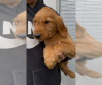 Puppy 5 Golden Retriever