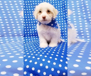 Maltipoo Puppy for sale in SAN DIEGO, CA, USA