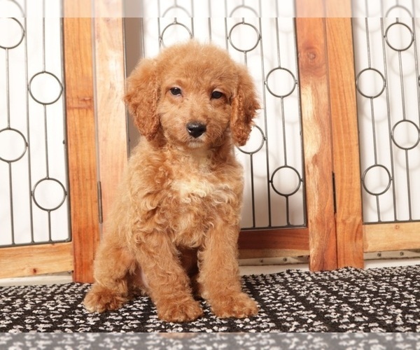 Medium Photo #2 Goldendoodle (Miniature) Puppy For Sale in NAPLES, FL, USA