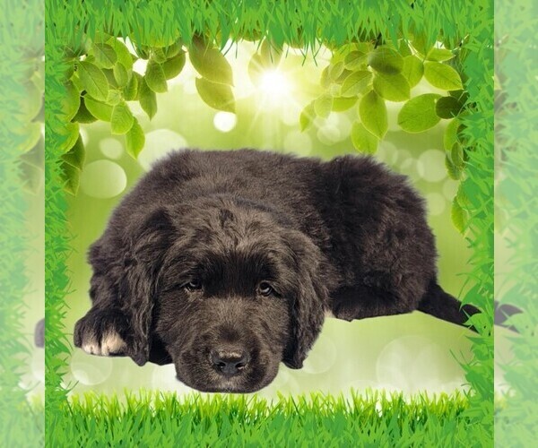 Medium Photo #19 Golden Mountain Dog Puppy For Sale in BLACK FOREST, CO, USA