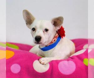 Mutt Dogs for adoption in Riverside, CA, USA