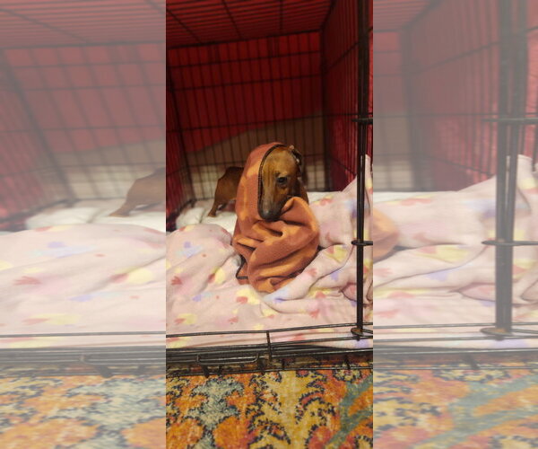 Medium Photo #4 Dachshund Puppy For Sale in Fruitland, SC, USA