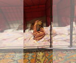 Small #3 Dachshund