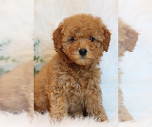 Goldendoodle Puppy for sale in ITASCA, TX, USA
