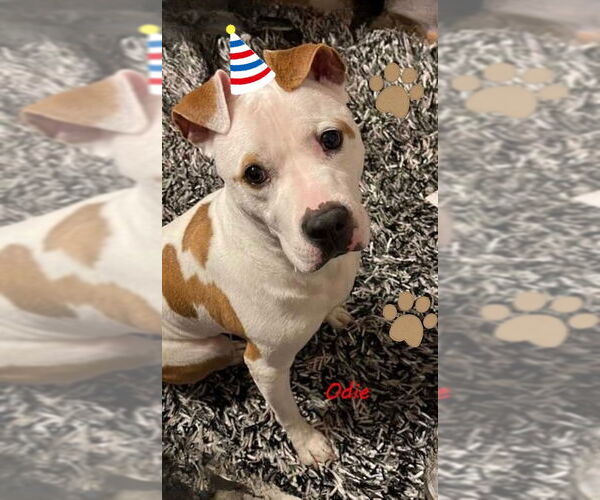 Medium Photo #3 American Bulldog-Unknown Mix Puppy For Sale in Norfolk, VA, USA