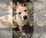 Small #2 American Bulldog Mix