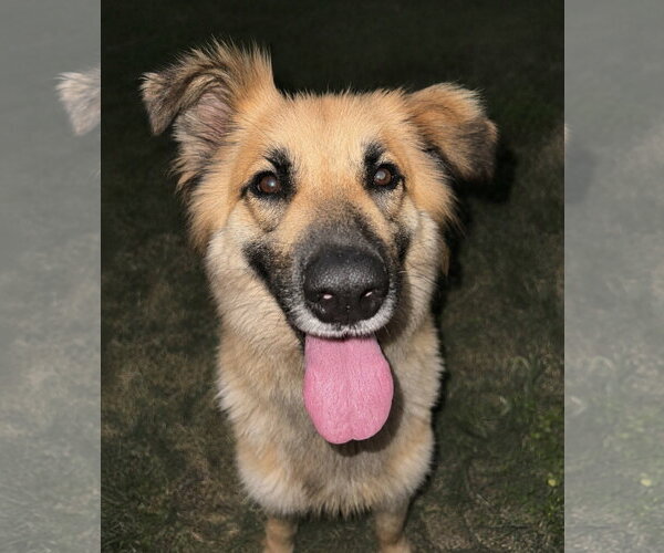Medium Photo #9 Collie-Unknown Mix Puppy For Sale in Houston, TX, USA