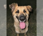 Small #8 Collie Mix