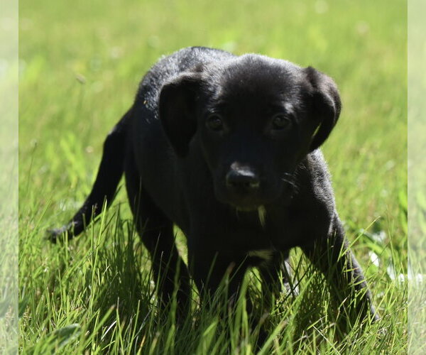 Medium Photo #7 Shepweiller Puppy For Sale in Mechanicsburg, PA, USA