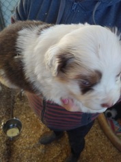 Australian Shepherd Puppy for sale in YADKINVILLE, NC, USA